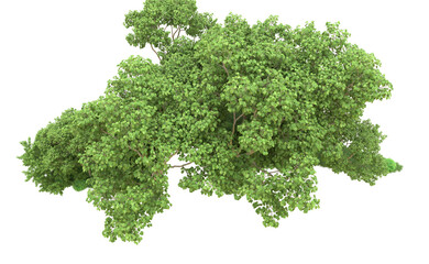 Green forest isolated on background. 3d rendering - illustration