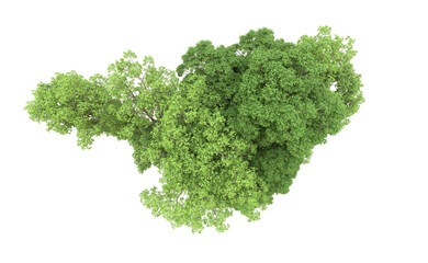 Fototapeta premium Green forest isolated on background. 3d rendering - illustration
