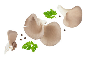 Fototapeta premium Oyster mushrooms isolated on white background with full depth of field. Top view. Flat lay