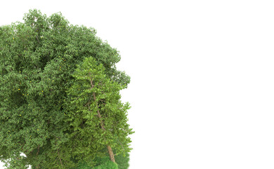Green forest isolated on background. 3d rendering - illustration