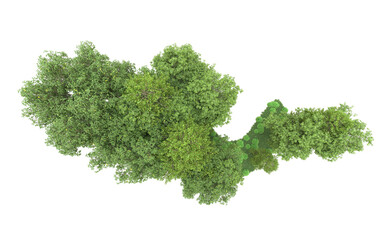 Green forest isolated on background. 3d rendering - illustration