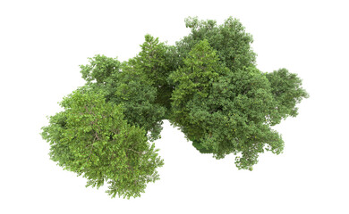 Green forest isolated on background. 3d rendering - illustration