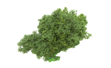 Green forest isolated on background. 3d rendering - illustration