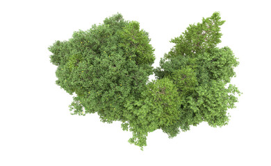 Obraz premium Green forest isolated on background. 3d rendering - illustration
