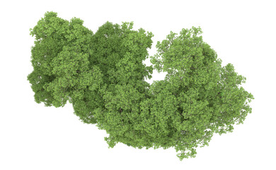 Fototapeta premium Green forest isolated on background. 3d rendering - illustration