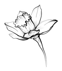 blooming narcissus flower freehand drawing vector - obrazy, fototapety, plakaty