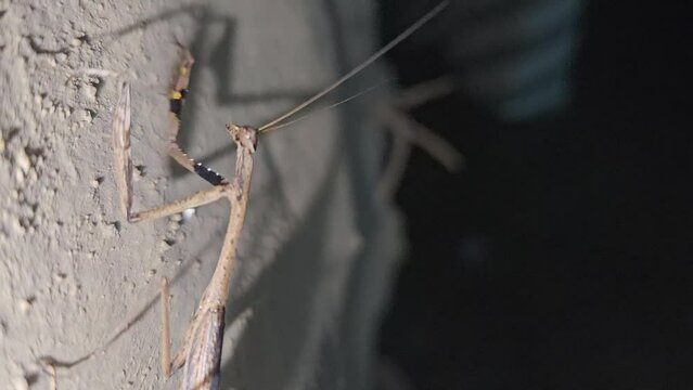 Mantis