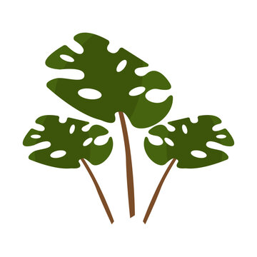 Monstera Obliqua Plant Vector