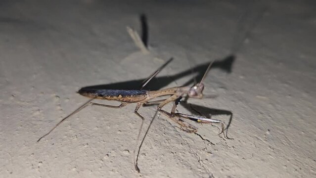Mantis