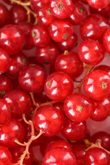 Ripe currant berries. Vitamins and Health Benefits.