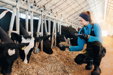Control quality of hay for feeding cows, farmer worker uses smartphone check nutrition for health...