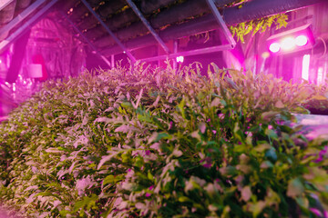 Small business greenhouse plants vertical hydroponic lettuce basil and arugula farm