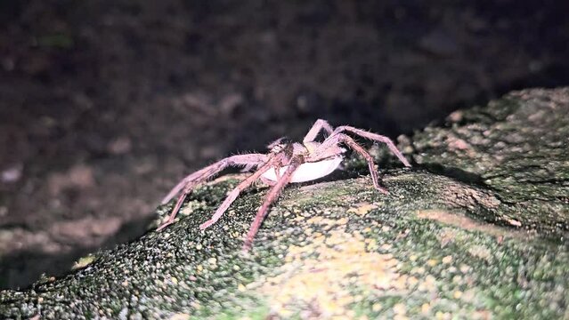 Huntsman Spider (Palystes castaneus) with eggs. India