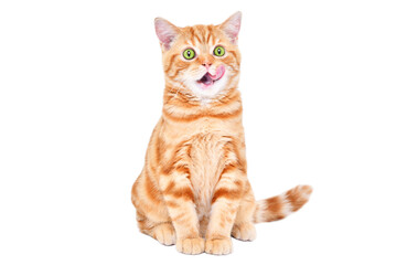 Charming kitten Scottish Straight licking isolated on white background