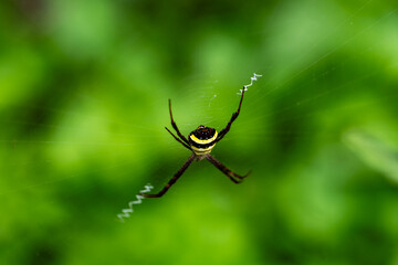 A Black Yellow Spiders Web