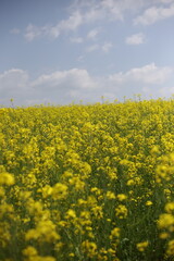 Rape blossom in korea
