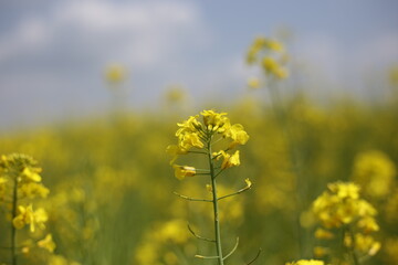Rape blossom in korea