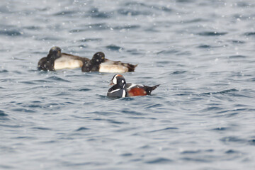 A male harlequin duck floating on the sea surface at Misawa Fishing Port with light snow falling