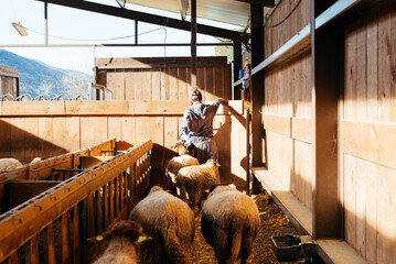 Anonymous female farmer working in sheep farm