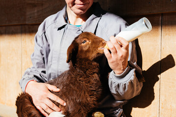 Crop of anonymous woman feeding adorable lamb with milk bottle in barn