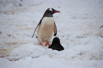 Fototapeta premium Gentoo Penguin (Pygoscelis papua), Danco Island, Antarctica.