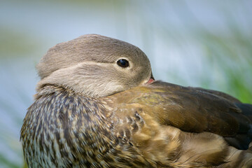 A Mandarin Duck standing on a meadow