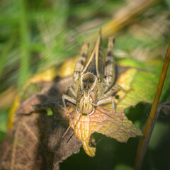 An Italian locust resting on a dry leaf