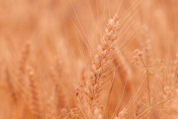 Obraz premium Healthy ripe ear of wheat in cultivated field with some weed in the background