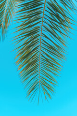Palm tree leaf against blue sky, tropical summer season background