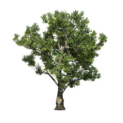 London Plane tree - Platanus on transparent background - 3D Illustration