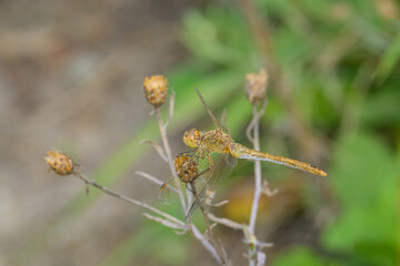 A vagrant darter dragonfly resting on a plant