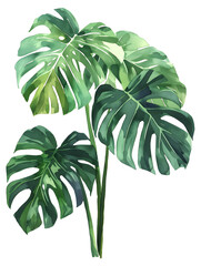 Water color painted monstera plant, Generative AI 