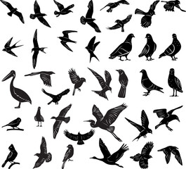 collection of birds silhouettes on white background vector