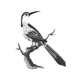 Jacamar. Doodle sketch. Vintage vector illustration.