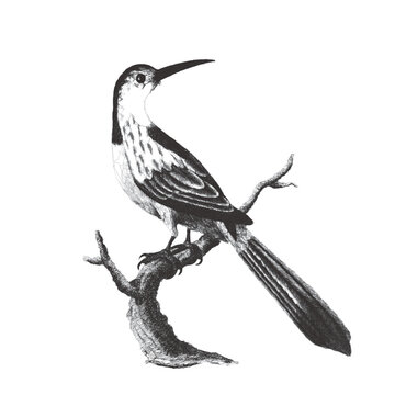 Jacamar. Doodle sketch. Vintage vector illustration.