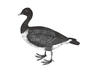 Goose. Doodle sketch. Vintage vector illustration.