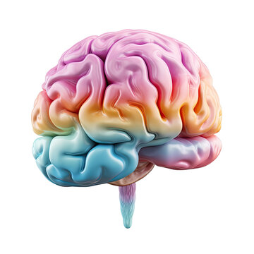 Human brain standing on soft color isolated on white Transparent background