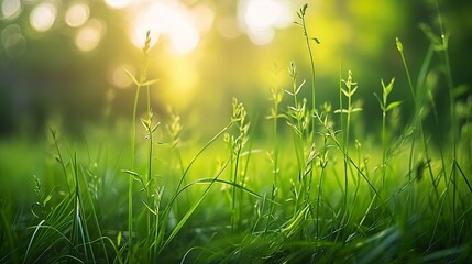 A gentle breeze carrying the fragrance of newly sprouted grass - obrazy, fototapety, plakaty
