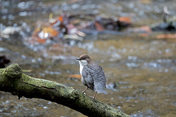 Dipper sitting on a branch on the bank of the river Würm