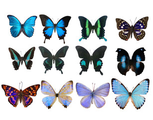 colorful butterfly collection PNG isolated, easy to use
