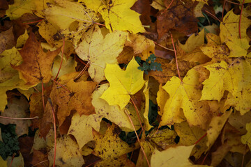 Beautiful autumn landscape with yellow trees and sun. Colorful foliage in the park. Falling leaves natural background