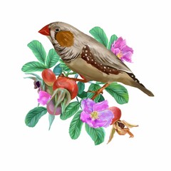 Bird on a rosehip branch. Amadina graphic illustration isolated on white background. Greeting cards, invitations, spring banners, packaging, labels.