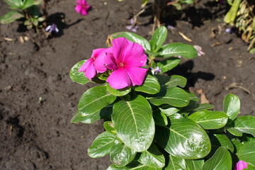 2 pink flowers of Catharanthus roseus in mid September