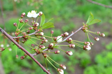 twig of cherry tree covered with buds close up