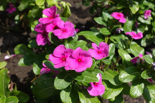 Deep pink flowers of Catharanthus roseus in August