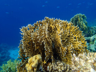 Extraordinary inhabitants in the coral reef of the Red Sea