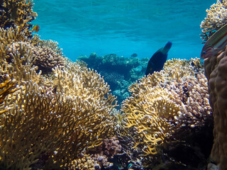 Extraordinary inhabitants in the coral reef of the Red Sea