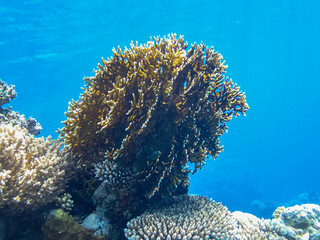 Extraordinary inhabitants in the coral reef of the Red Sea