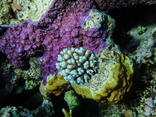 Extraordinary inhabitants in the coral reef of the Red Sea