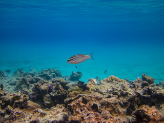Extraordinary inhabitants in the coral reef of the Red Sea
